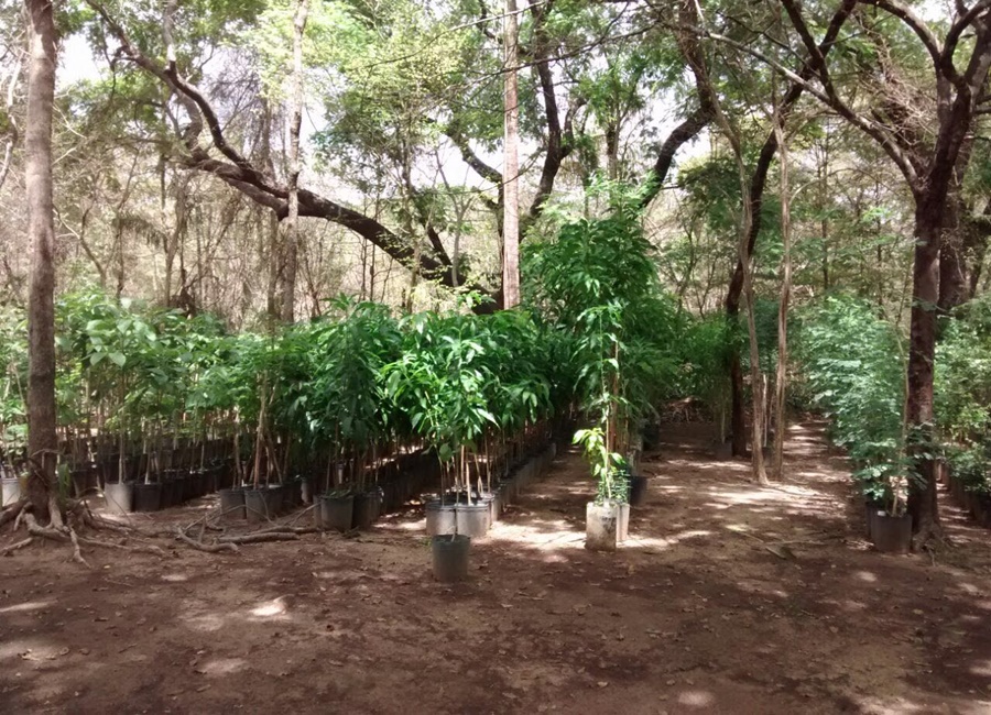 Teresina mais verde