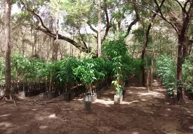 Teresina mais verde