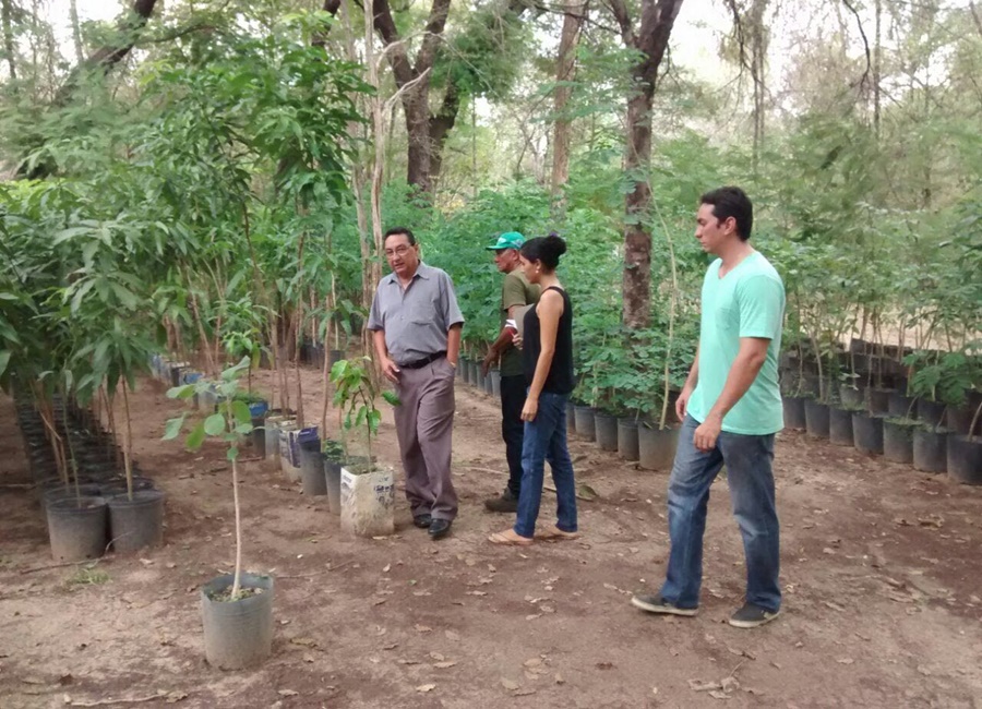 Viveiros de plantas