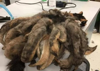 Hidley