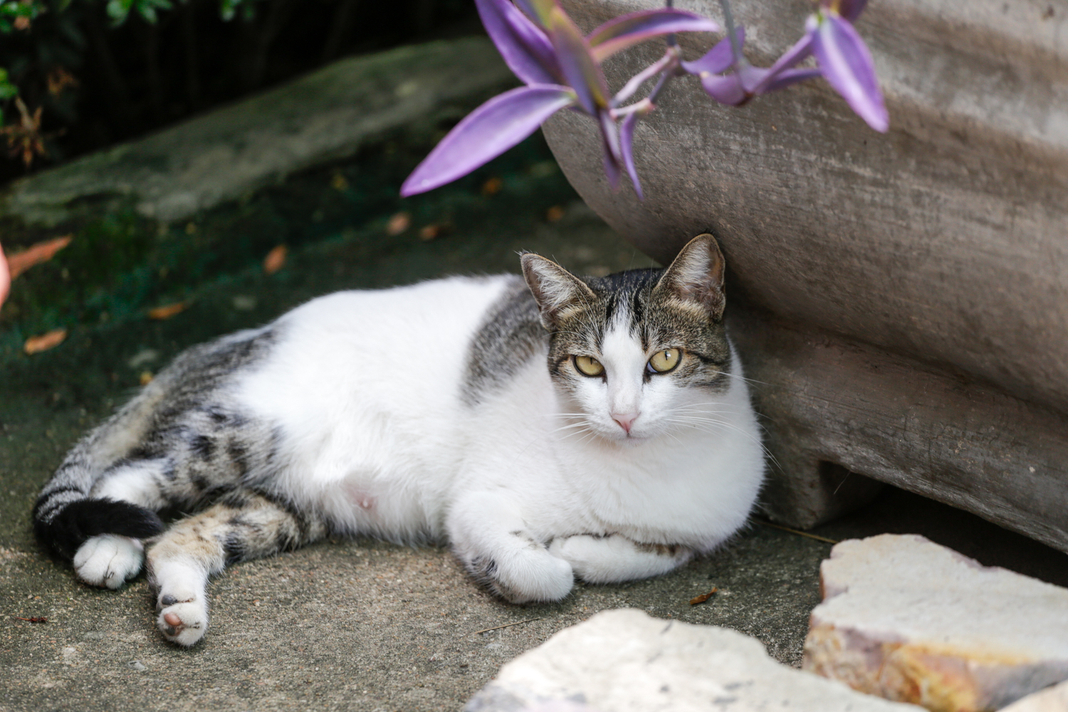 Margô, gata de estimação da Camila