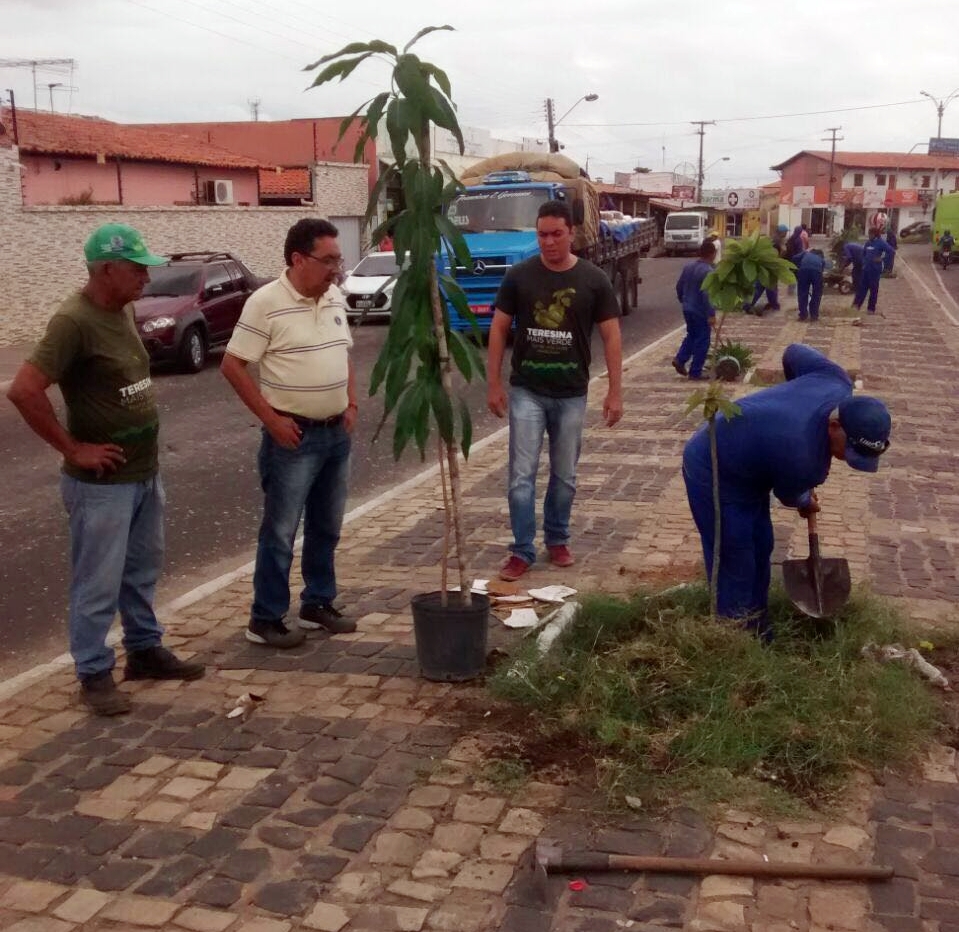 Prefeitura inicia arborização do canteiro central da avenida Freitas Neto