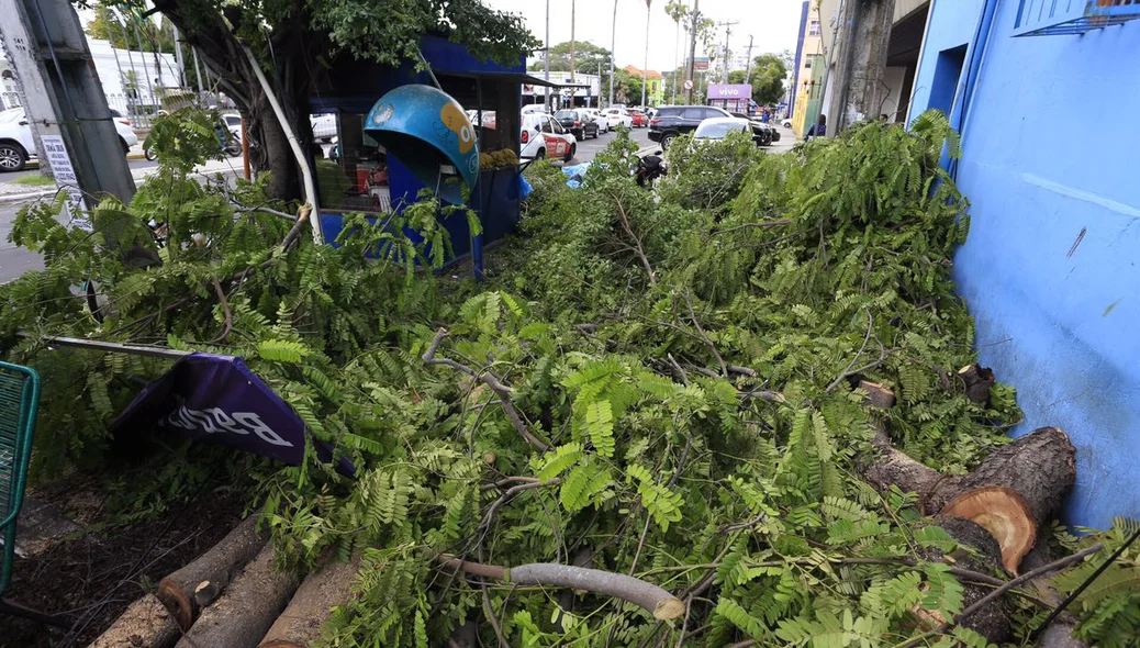 Árvore cai e destrói parte de banca de revistas em Teresina