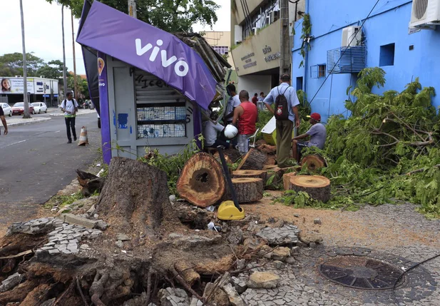 Árvore cai durante temporal e atinge banca em Teresina