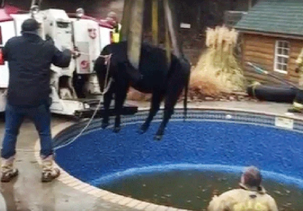 Vaca foi resgatada sem ferimentos
