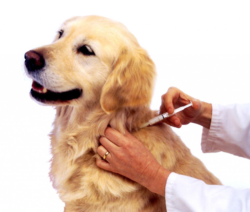 Vacina canina