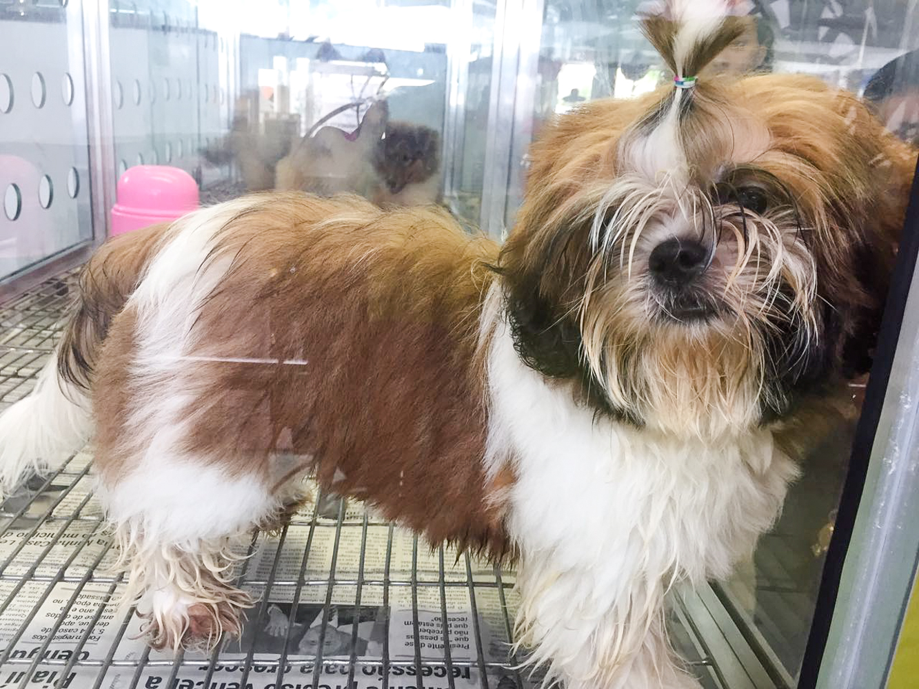 Shih Tzu