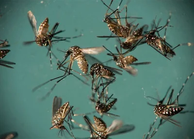 Aedes Aegypti
