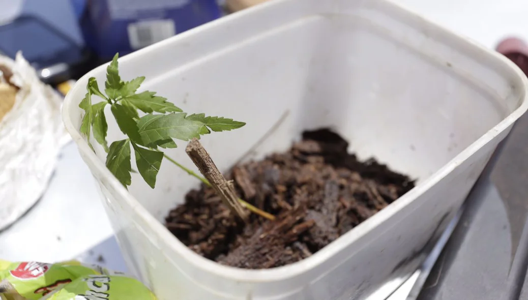 Plantação de maconha