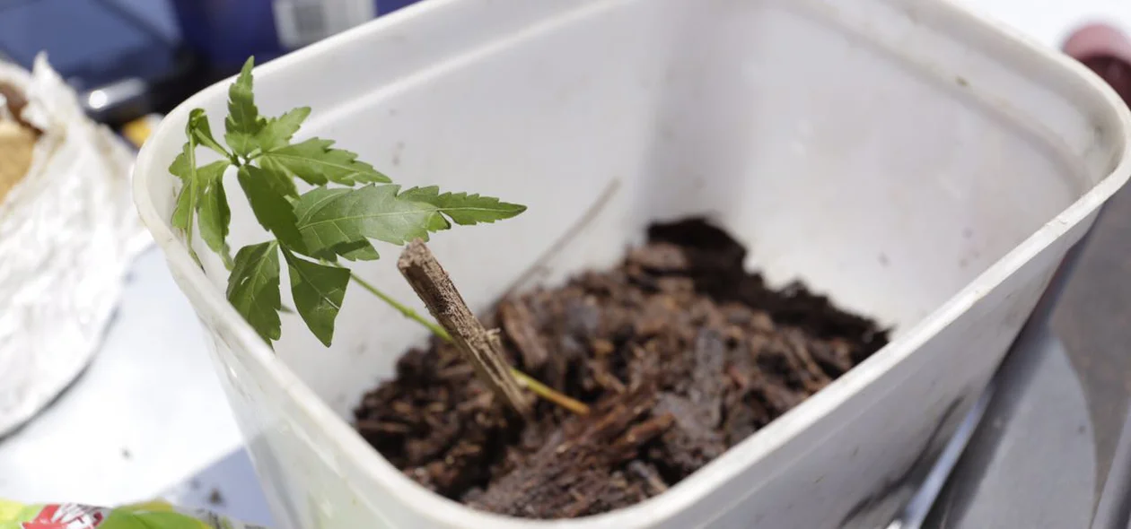 Plantação de maconha
