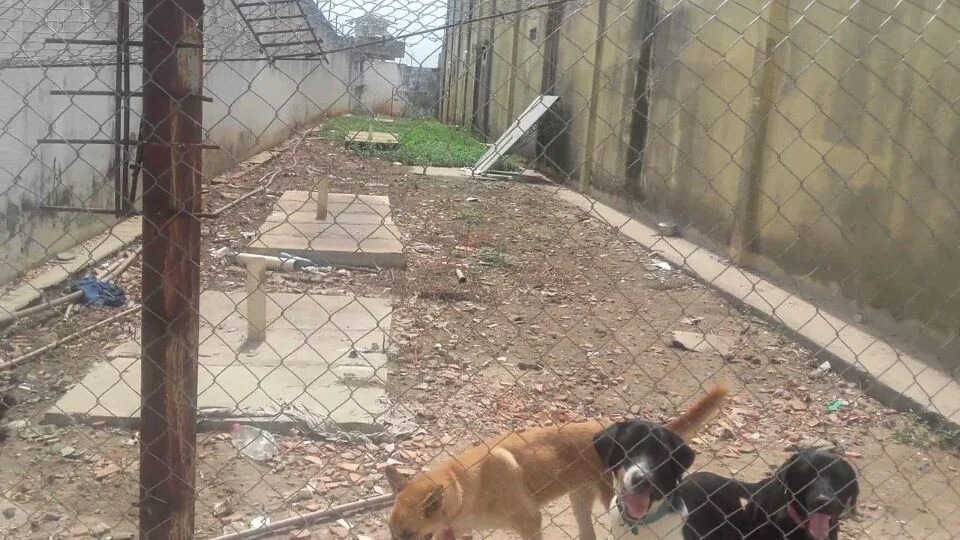 Agentes penitenciários compram cachorros para Penitenciária de Esperantina
