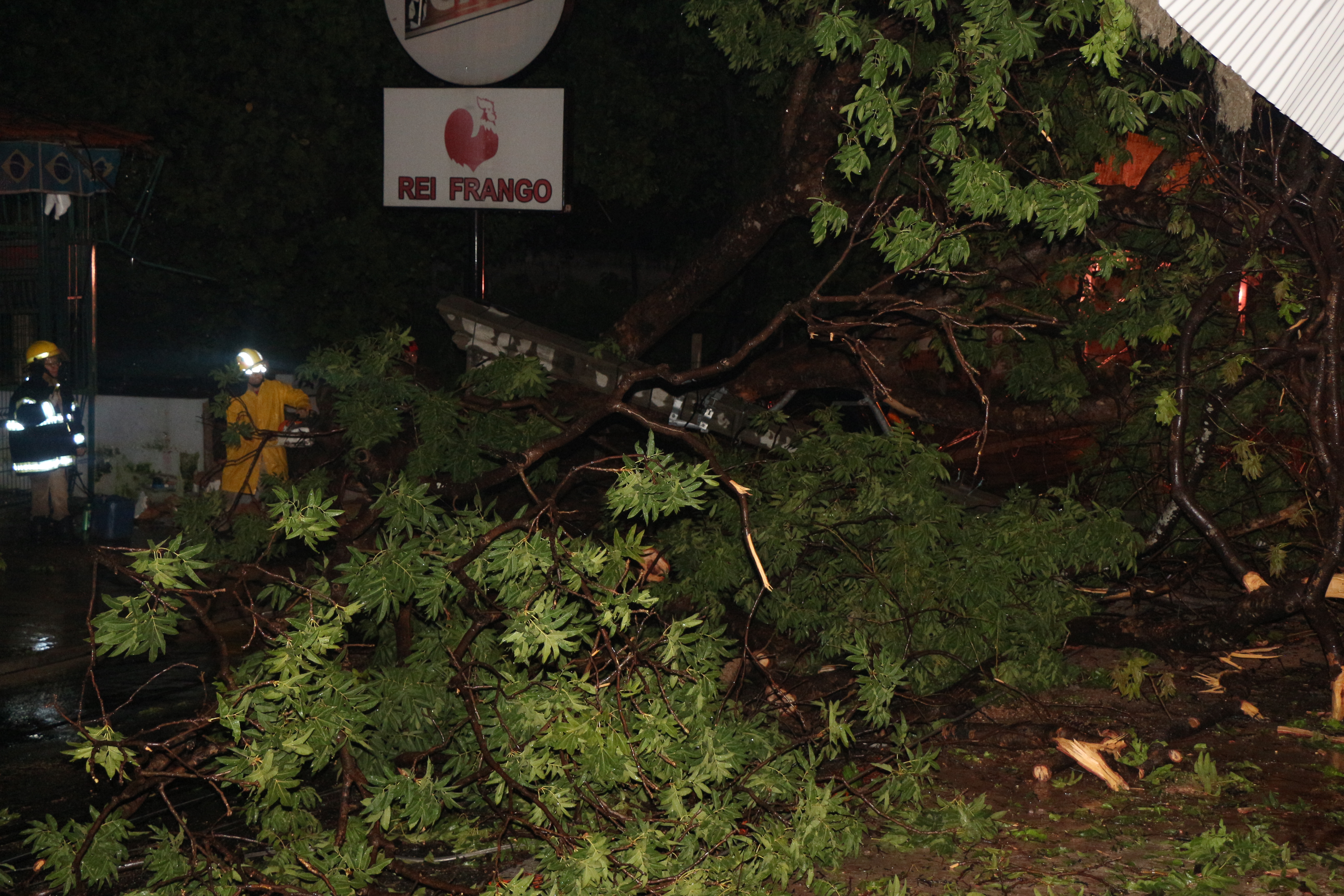 Árvore cai e derruba dois postes na zona leste de Teresina