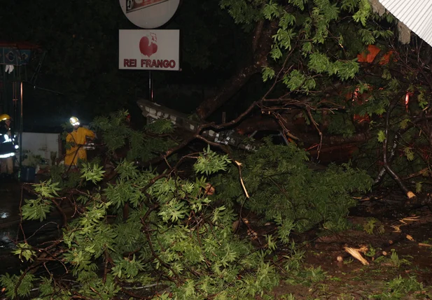 Árvore cai e derruba dois postes na zona leste de Teresina