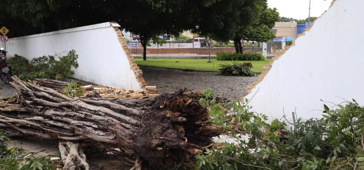 Árvore caída na Avenida Vilmary