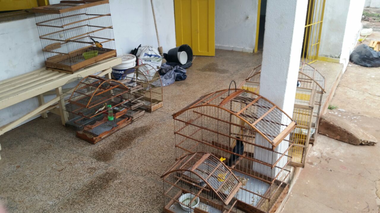 Pássaros apreendidos