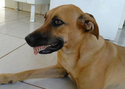 Cachorra Pandora