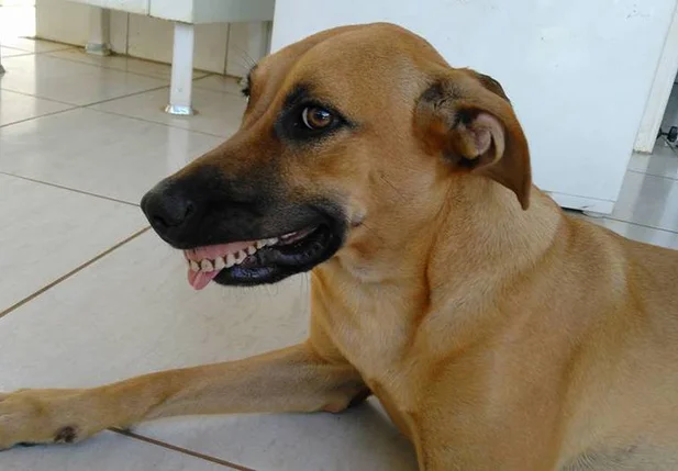 Cachorra Pandora