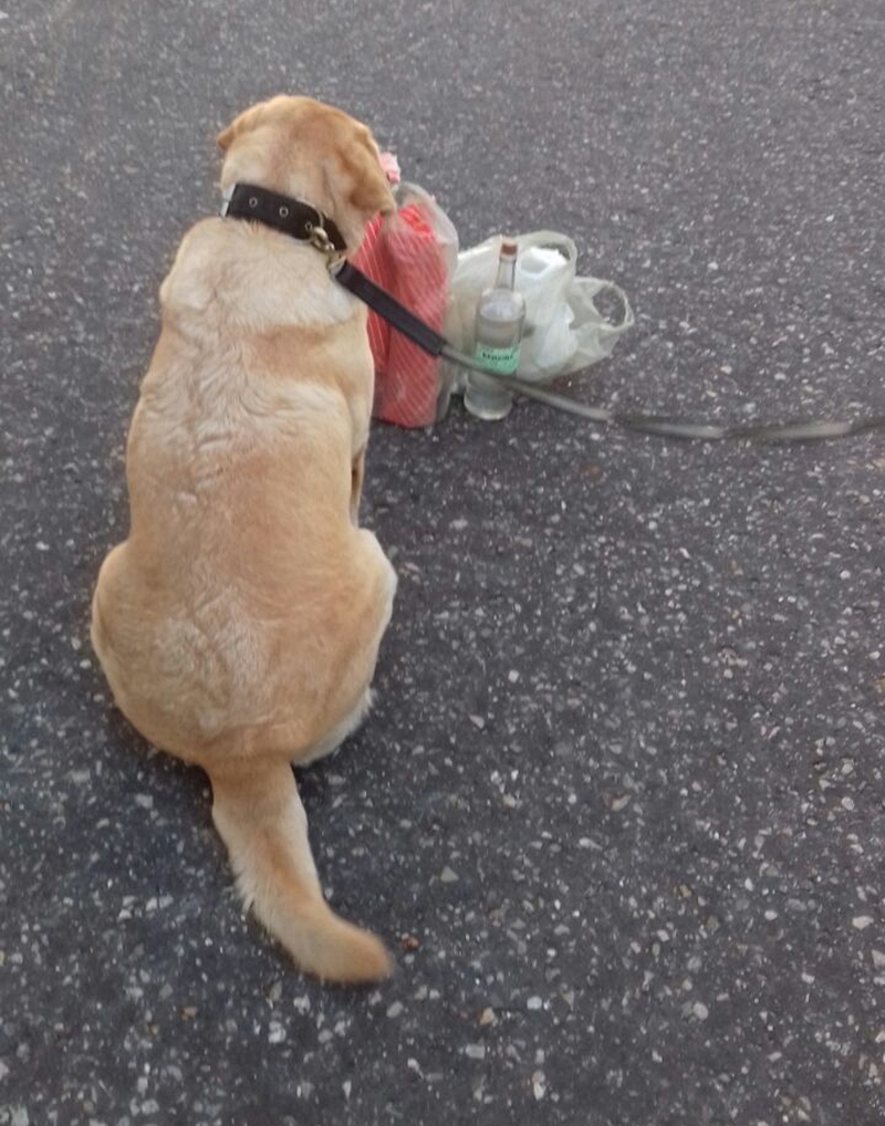 Cadela Lua encontra entorpecentes em veículo