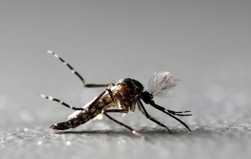 Aedes Aegypti