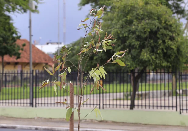 Avenida Frei Serafim em Teresina recebe plantio de mudas de oiti