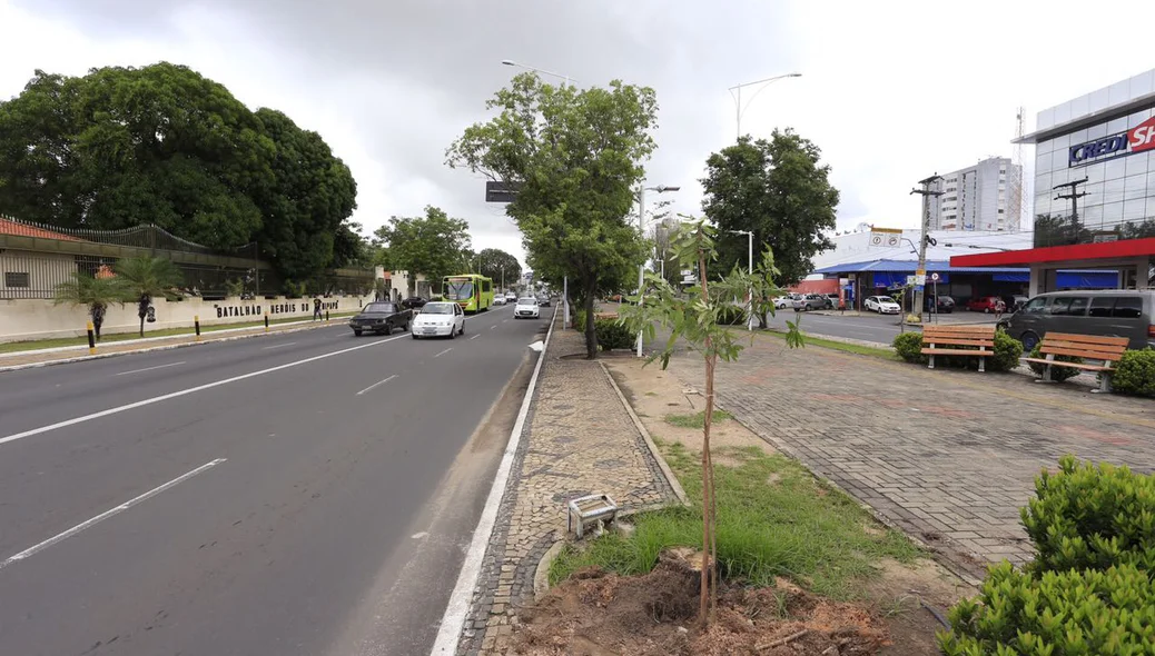 Avenida Frei Serafim em Teresina recebe plantio de 25 mudas de oiti