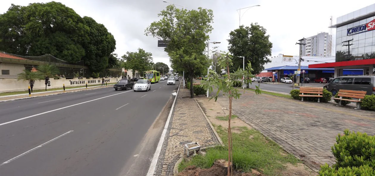 Avenida Frei Serafim em Teresina recebe plantio de 25 mudas de oiti