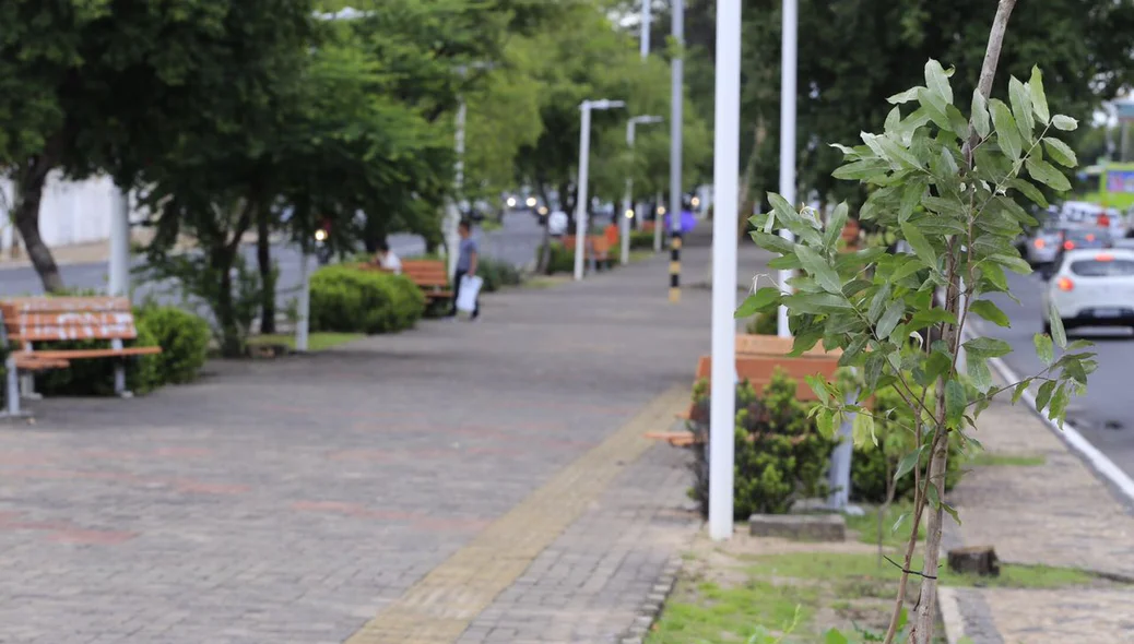 Avenida Frei Serafim recebe plantio de mudas de oiti