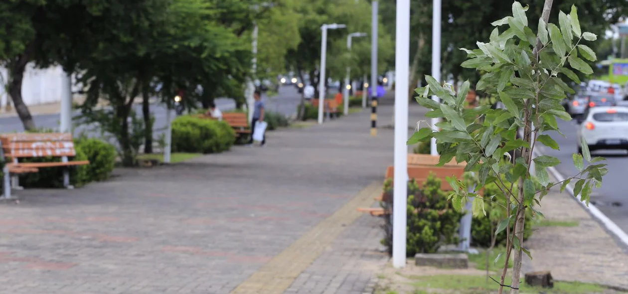 Avenida Frei Serafim recebe plantio de mudas de oiti
