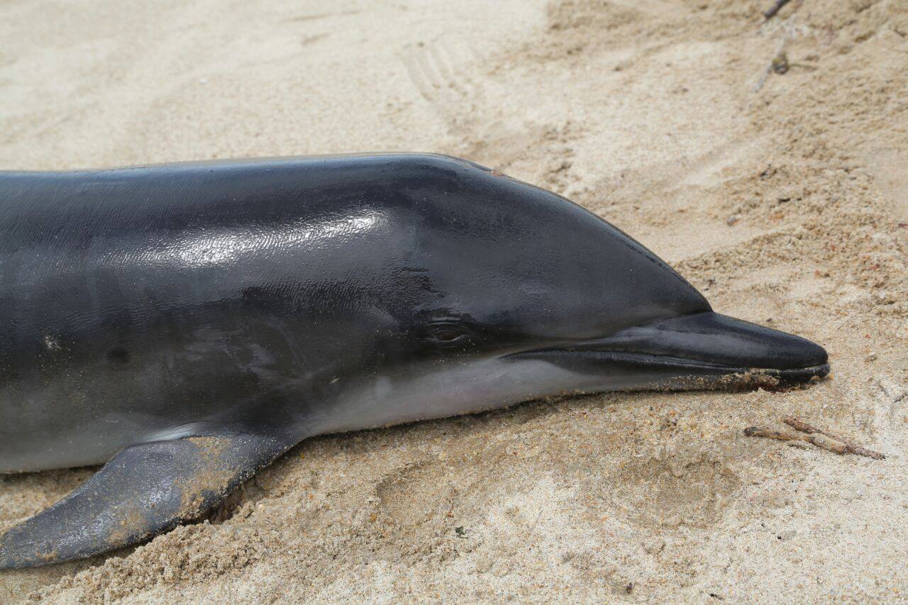Golfinho ficou encalhado na praia 