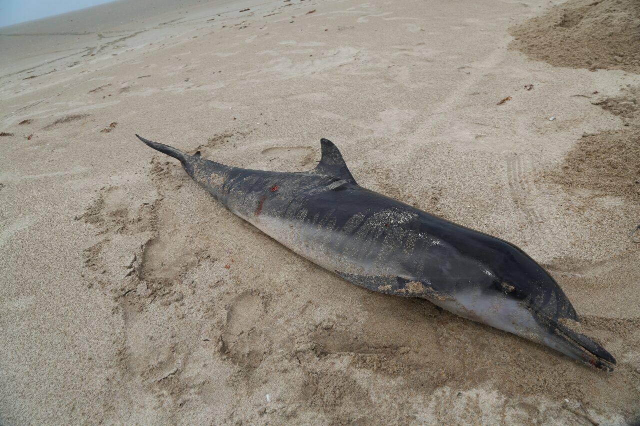 Golfinho morreu na praia do Arrombado 