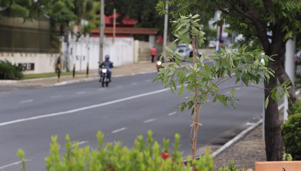 Plantio de mudas de oiti em Teresina