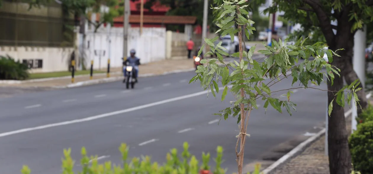 Plantio de mudas de oiti em Teresina