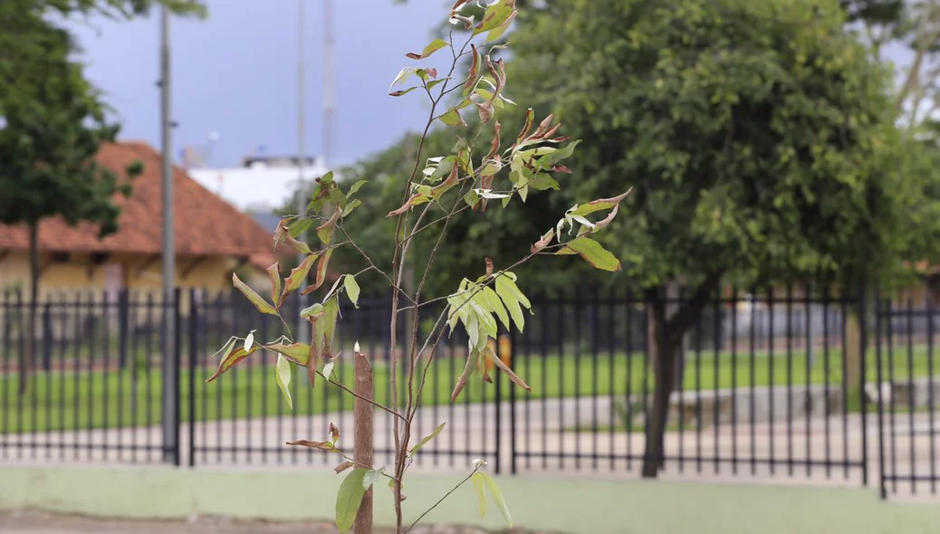 Projeto Teresina Mais Verde