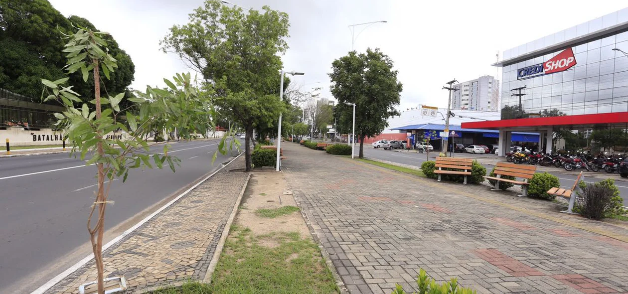 Plantio de mudas de oiti pela PMT