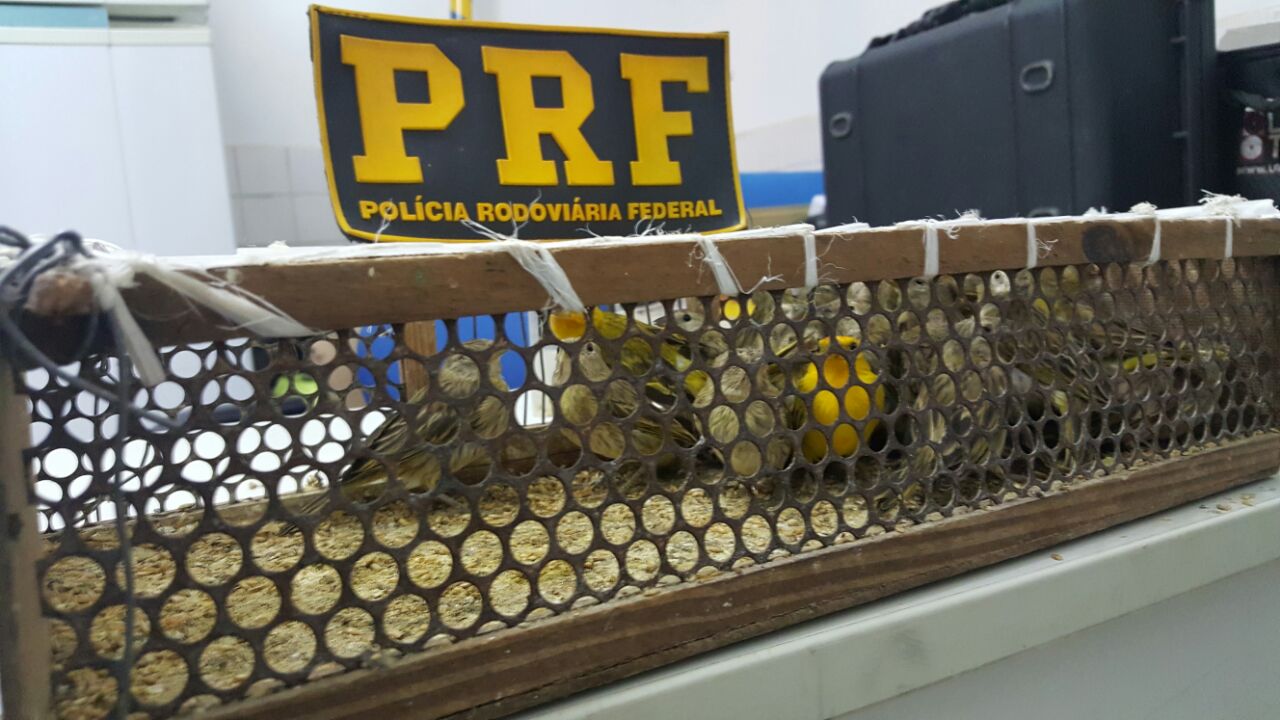 PRF apreende animais silvestres em Floriano