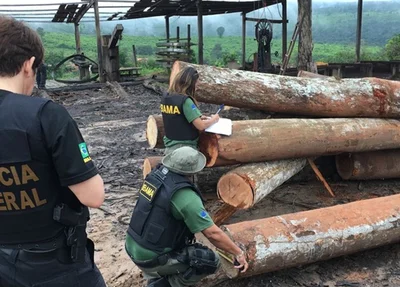 PF faz operação contra extração ilegal de madeira no Maranhão
