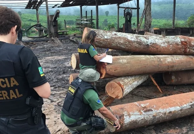 PF faz operação contra extração ilegal de madeira no Maranhão