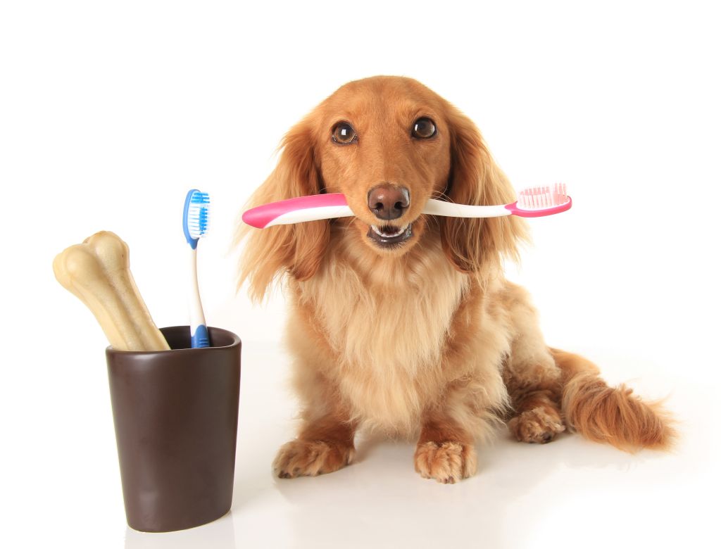 Escovação canina