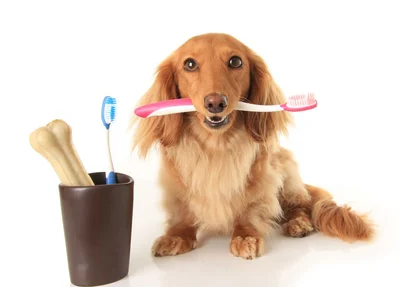 Escovação canina