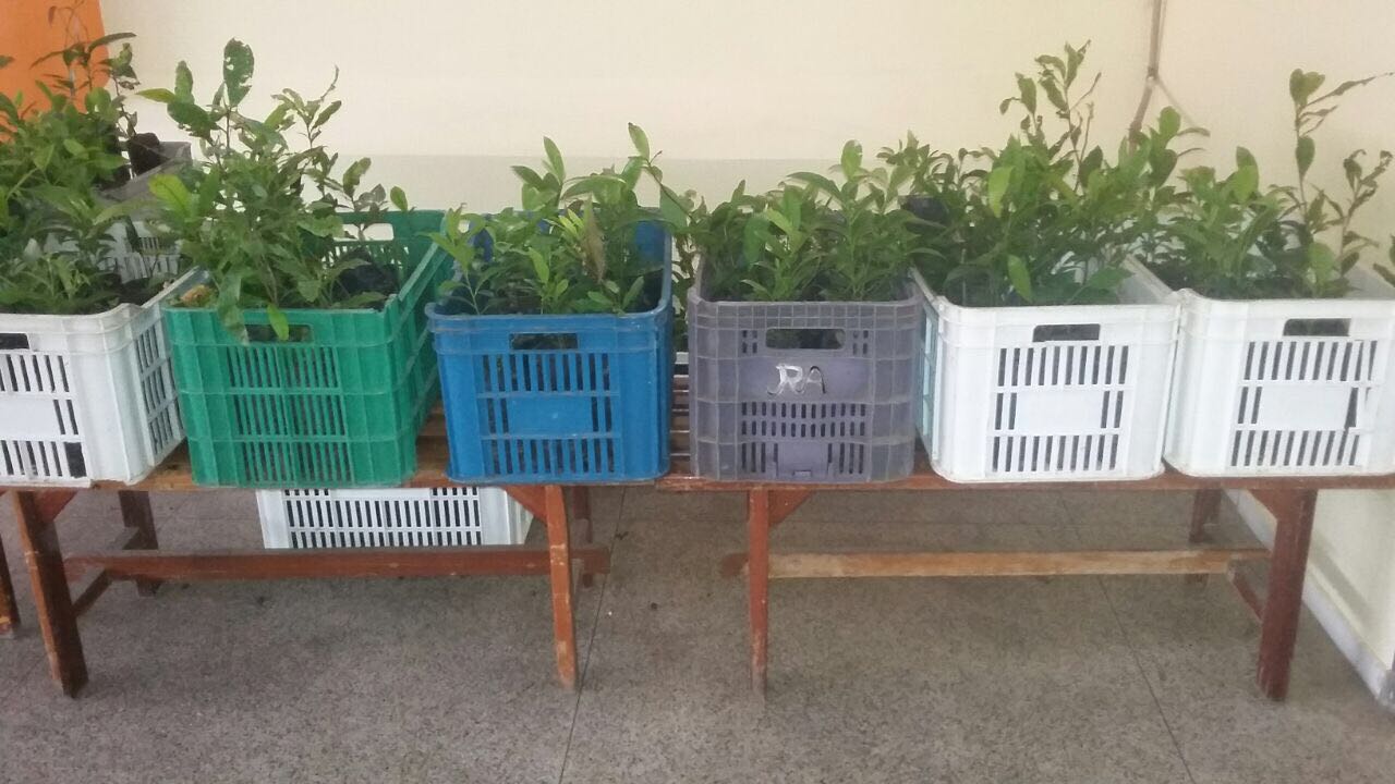 Mudas frutíferas e nativas distribuídas