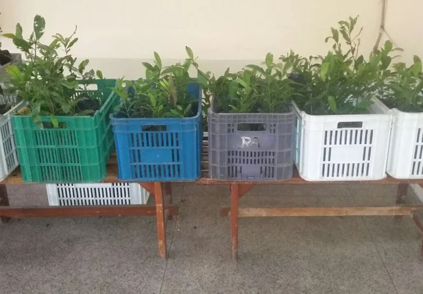 Mudas frutíferas e nativas distribuídas