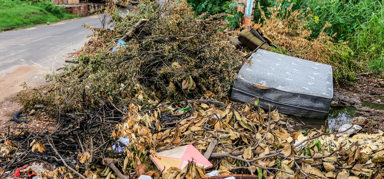 Restos de árvores jogadas no terreno