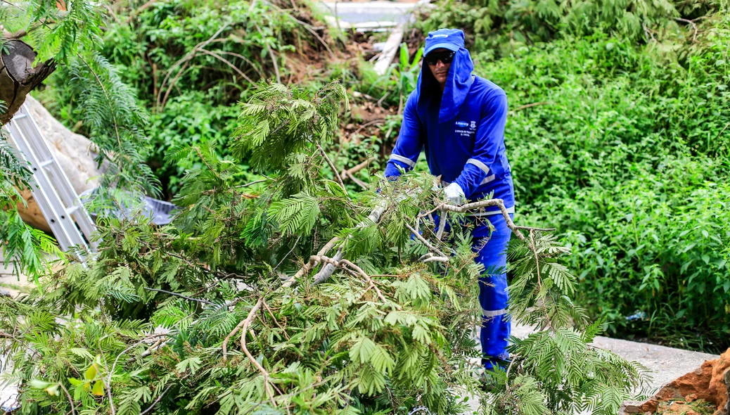 Funcionários da prefeitura estão trabalhando para retirar a árvore do local
