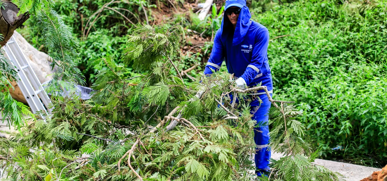 Funcionários da prefeitura estão trabalhando para retirar a árvore do local