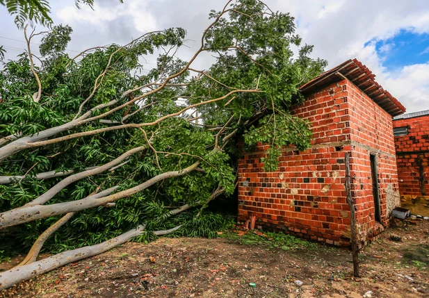 Árvore cai e atinge residência no bairro Água Mineral em Teresina