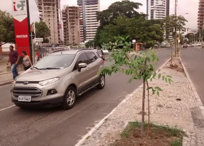 Prefeitura de Teresina faz o plantio de mais 60 mudas de árvores na Avenida Jóquei Clube