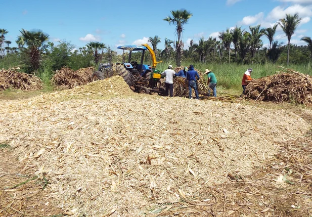 Prefeitura de Esperantina inicia produção de silagem