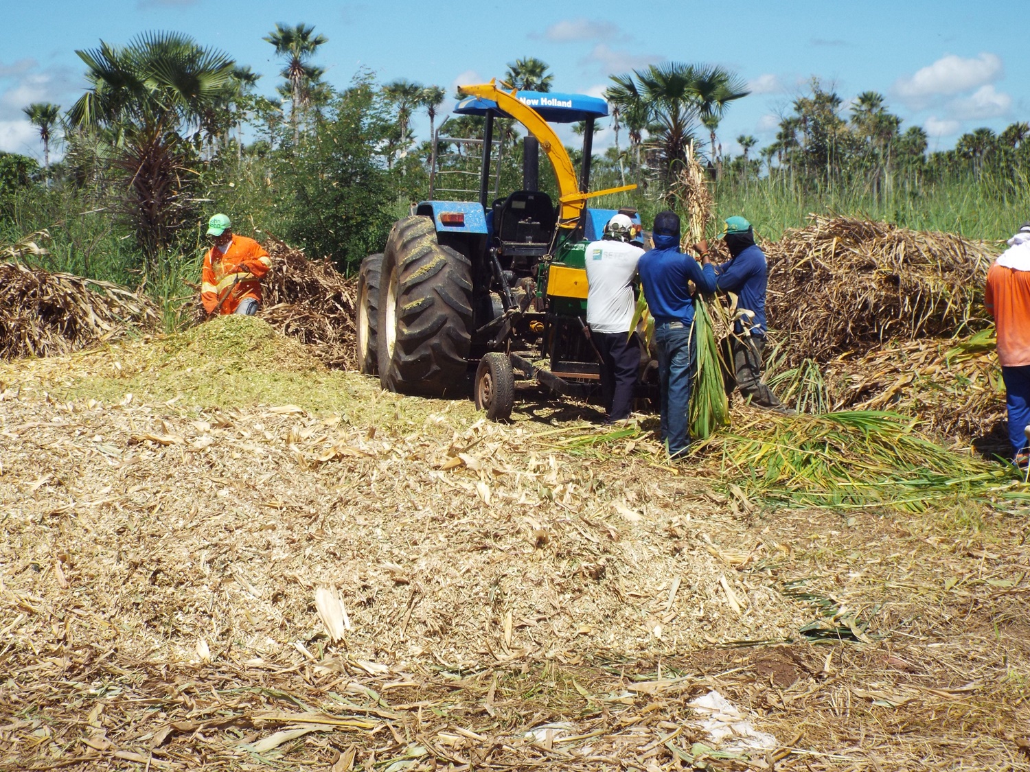 Prefeitura de Esperantina inicia produção de silagem