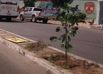 Avenidas Joaquim Ribeiro e Higino Cunha ganham 40 novas árvores