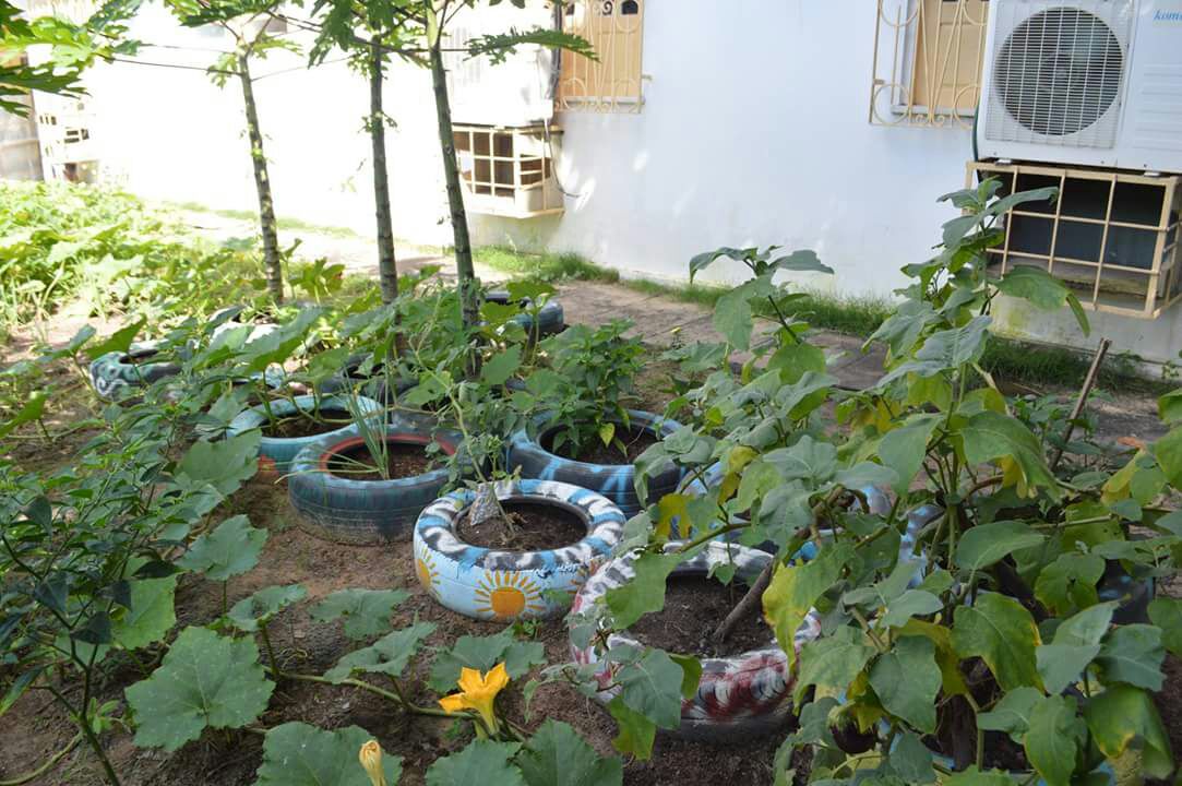 Horta plantada no CAPS II